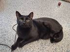 Adopt Thackery a Domestic Shorthair / Mixed (short coat) cat in Prairie du