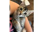 Adopt Dylan a Brown Tabby Tabby (medium coat) cat in San Dimas, CA (38624549)