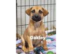 Adopt Oakley a Red/Golden/Orange/Chestnut - with White Black Mouth Cur / Mixed