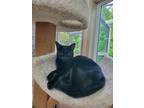 Adopt Lolly a All Black Domestic Shorthair cat in Portland, OR (38619510)
