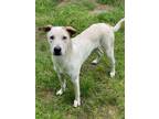 Adopt Hero a White - with Tan, Yellow or Fawn Mixed Breed (Large) / Mixed dog in