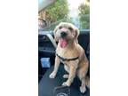 Adopt Bailey a Tan/Yellow/Fawn Basset Hound / Wheaten Terrier / Mixed dog in