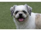 Adopt Kirby a Tan/Yellow/Fawn Lhasa Apso / Mixed dog in Colorado Springs
