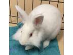 Adopt Bun Bun- Chino Hills Location a Lionhead / Mixed rabbit in Chino Hills