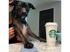 Adopt Jango a Dachshund / Mixed dog in Austin, TX (38591394)