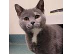 Adopt Guinevere a Gray or Blue Domestic Shorthair / Mixed cat in Carmel
