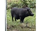 Adopt Homer a Pig (Farm) farm-type animal in Cabot, AR (38584986)