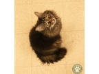 Adopt Chickadee a All Black Domestic Longhair / Domestic Shorthair / Mixed cat