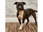 Adopt Sasha a Brindle Terrier (Unknown Type, Small) / Mixed dog in Montgomery