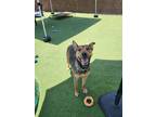 Adopt Zelda a Brown/Chocolate Shepherd (Unknown Type) / Mixed dog in Farmers