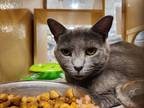 Adopt Diamond a Gray or Blue Domestic Shorthair cat in Modesto, CA (38389568)