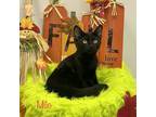 Adopt MILO a All Black Domestic Shorthair cat in Calimesa, CA (38530026)