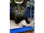 Adopt Pixie a Domestic Shorthair / Mixed (short coat) cat in Chico
