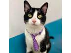Adopt Moonpie Dee a All Black Domestic Shorthair / Mixed cat in Fort Lauderdale
