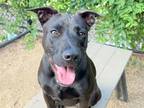 Adopt Pepper a Black Mixed Breed (Large) / Mixed dog in Georgetown