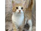 Adopt Pimento a Orange or Red Domestic Shorthair / Mixed cat in Decorah
