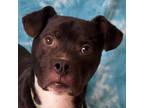 Adopt Panda a Black Pit Bull Terrier / Mixed dog in Eureka, CA (38390933)