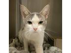 Adopt Remi a White Domestic Shorthair / Mixed cat in Lynchburg, VA (38386675)