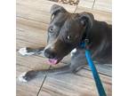 Adopt Sasha OS a Gray/Silver/Salt & Pepper - with Black Pit Bull Terrier / Mixed