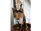 Adopt Catniss a Calico or Dilute Calico Calico (medium coat) cat in Idyllwild
