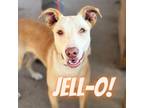 Adopt Jello a Tan/Yellow/Fawn Retriever (Unknown Type) / American Pit Bull