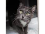 Adopt Studio a Gray or Blue Domestic Shorthair / Mixed cat in Salt Lake City