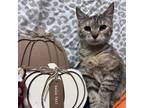 Adopt Candy a Brown or Chocolate American Shorthair / Mixed cat in Monroeville