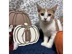 Adopt Bananna a Orange or Red Domestic Shorthair / Mixed cat in Monroeville
