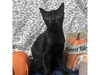 Adopt Chocolate a Brown or Chocolate Domestic Shorthair / Mixed cat in