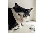 Adopt Crema a Black & White or Tuxedo Domestic Shorthair (short coat) cat in