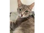 Adopt Stella a Gray, Blue or Silver Tabby Domestic Shorthair (short coat) cat in
