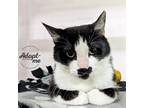 Adopt Mona a Black & White or Tuxedo Domestic Shorthair (short coat) cat in