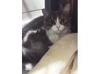 Adopt May a Black & White or Tuxedo Domestic Mediumhair / Mixed (medium coat)