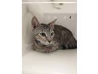 Adopt KailuaKona a Gray or Blue Domestic Shorthair / Domestic Shorthair / Mixed