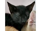 Adopt Lahaina a All Black Domestic Shorthair / Domestic Shorthair / Mixed cat in