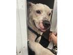 Adopt STRAY/7RIVERS FARM ST/AVAIL 6-22-23 a White Mixed Breed (Large) / Mixed