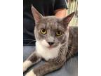 Adopt Artemis a Gray or Blue Domestic Shorthair / Domestic Shorthair / Mixed cat