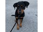 Adopt Emma a Black - with Tan, Yellow or Fawn Rottweiler / Mixed dog in Pembroke