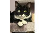 Adopt Bloom a Black & White or Tuxedo Domestic Shorthair (short coat) cat in