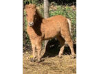 Miniature Sorrel Colt