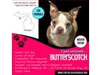 Adopt Butterscotch a Red/Golden/Orange/Chestnut - with White Boston Terrier /
