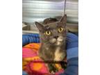 Adopt Trinket a Tortoiseshell Domestic Shorthair (short coat) cat in Fallbrook