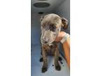 Adopt Matcha a Black American Pit Bull Terrier / Mixed dog in Selma