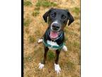 Adopt Hansel a Tricolor (Tan/Brown & Black & White) Hound (Unknown Type) / Mixed