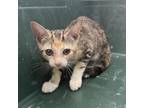 Adopt Lizzie a Calico or Dilute Calico Domestic Shorthair / Mixed cat in St.
