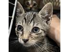 Adopt Bacon a Gray or Blue Domestic Shorthair / Mixed cat in St.