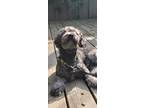 Adopt Duffy a Gray/Blue/Silver/Salt & Pepper Poodle (Miniature) / Mixed dog in