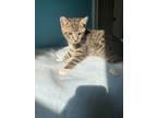 Adopt Teddy a Brown Tabby Domestic Shorthair / Mixed (short coat) cat in