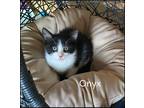 Adopt Onyx a Black & White or Tuxedo Domestic Shorthair (short coat) cat in