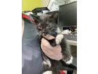 Adopt Shawn a All Black Domestic Shorthair / Domestic Shorthair / Mixed cat in